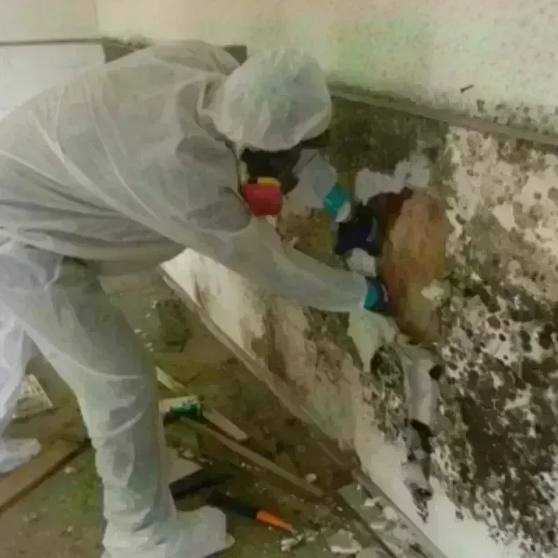 Mold Remediation and Removal in Gassville, AR